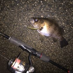 渋いライト釣行